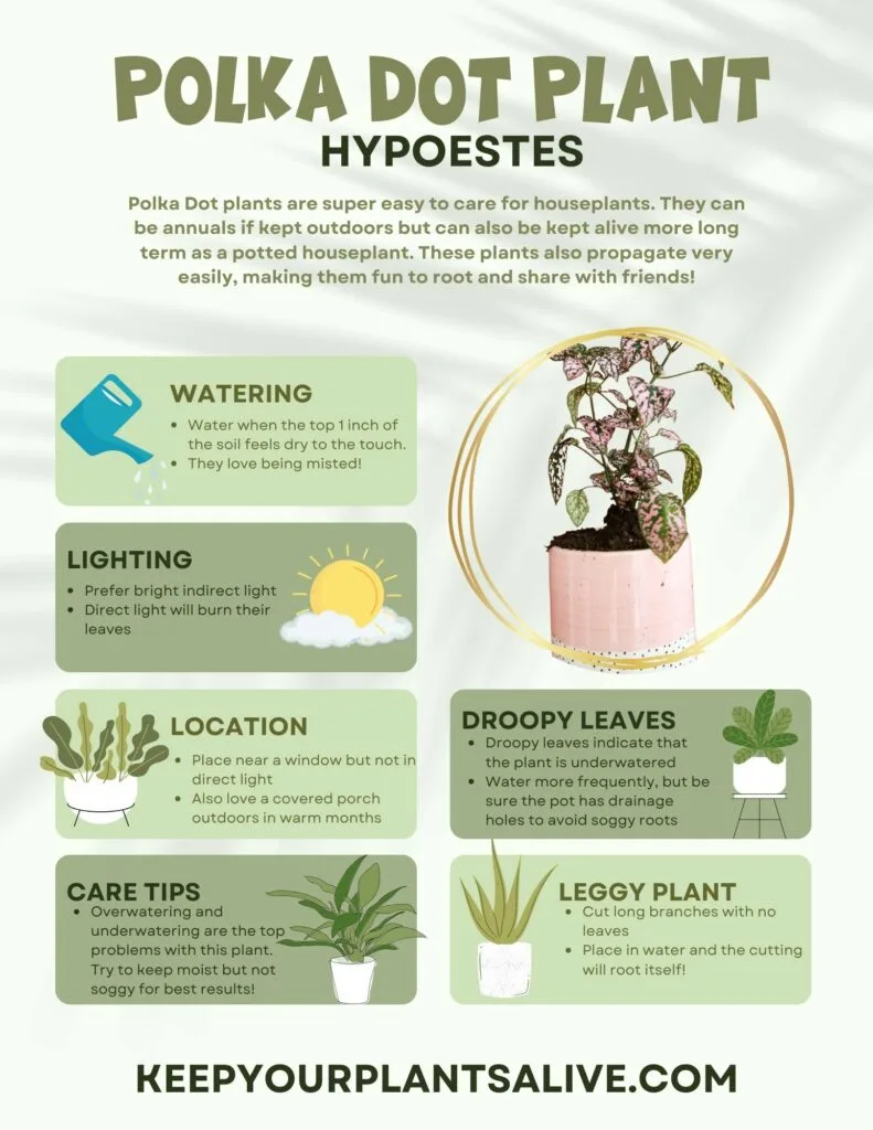 Polka Dot Plant plant care guide