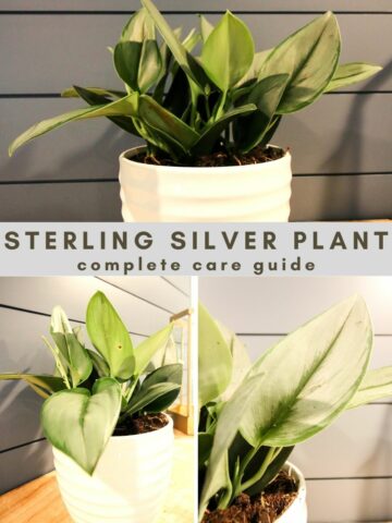 Sterling silver plant care guide
