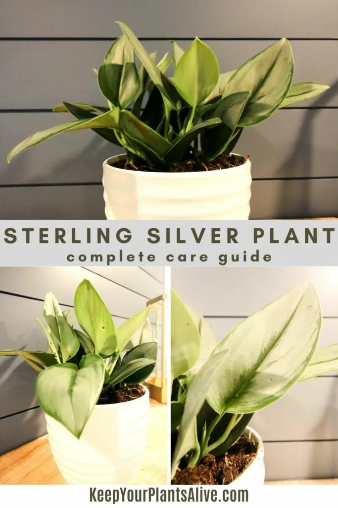 Sterling silver plant care guide