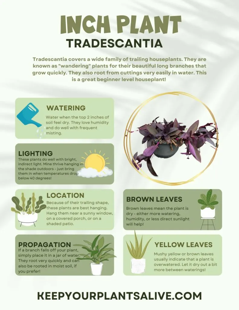 TRADESCANTIA plant care guide