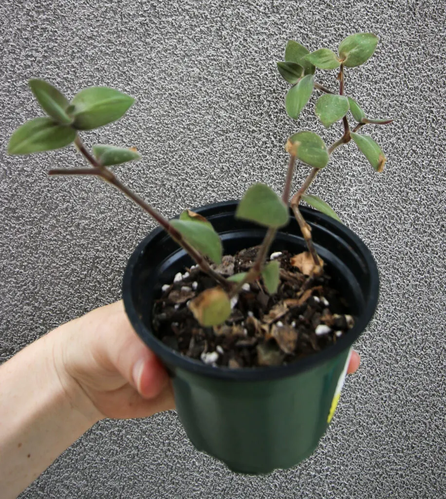 Tradescantia plant in a plastic pot