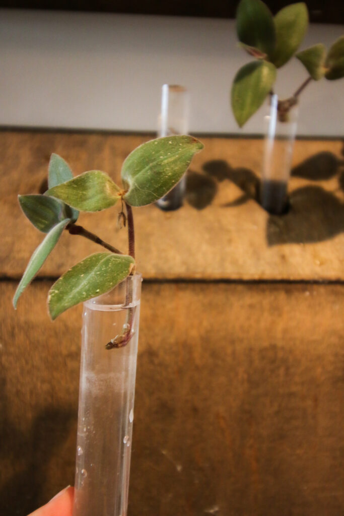 Tradescantia plant rooting in a test tube of water
