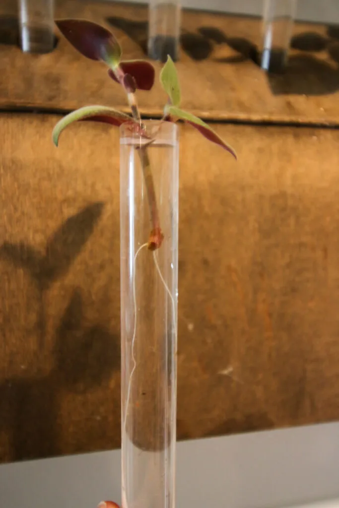 Tradescantia plant rooting in a test tube of water