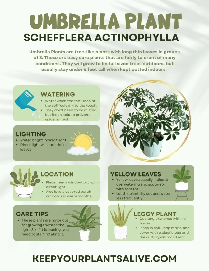 Umbrella Plant plant care guide