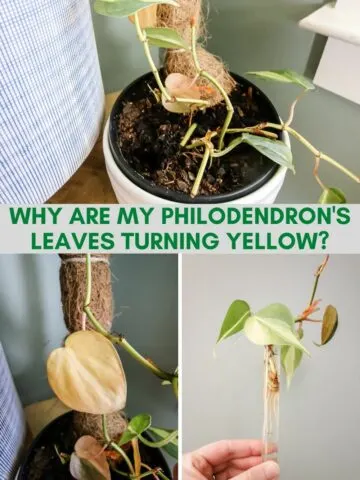 Why are my Philodendron's leaves turning yellow