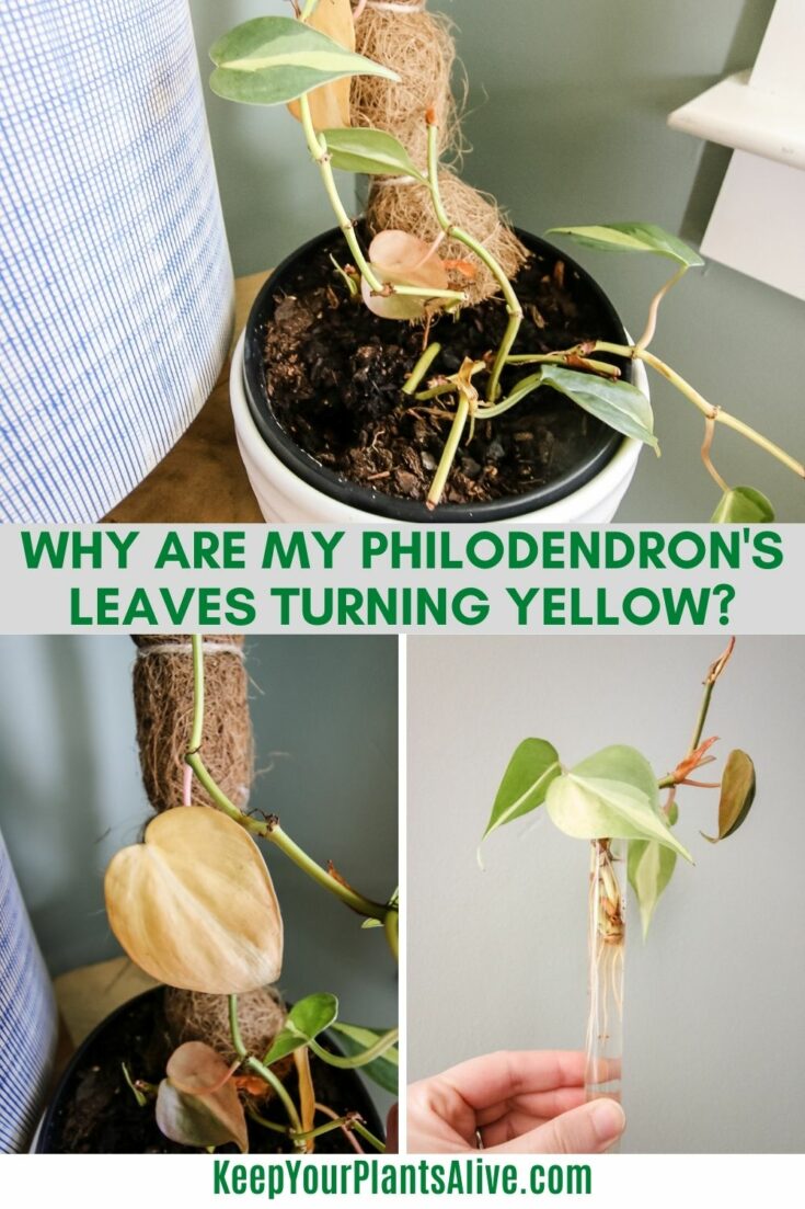 Why are my Philodendron's leaves turning yellow? keep your plants alive