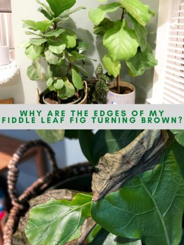 Why are the edges of my fiddle leaf fig turning brown?