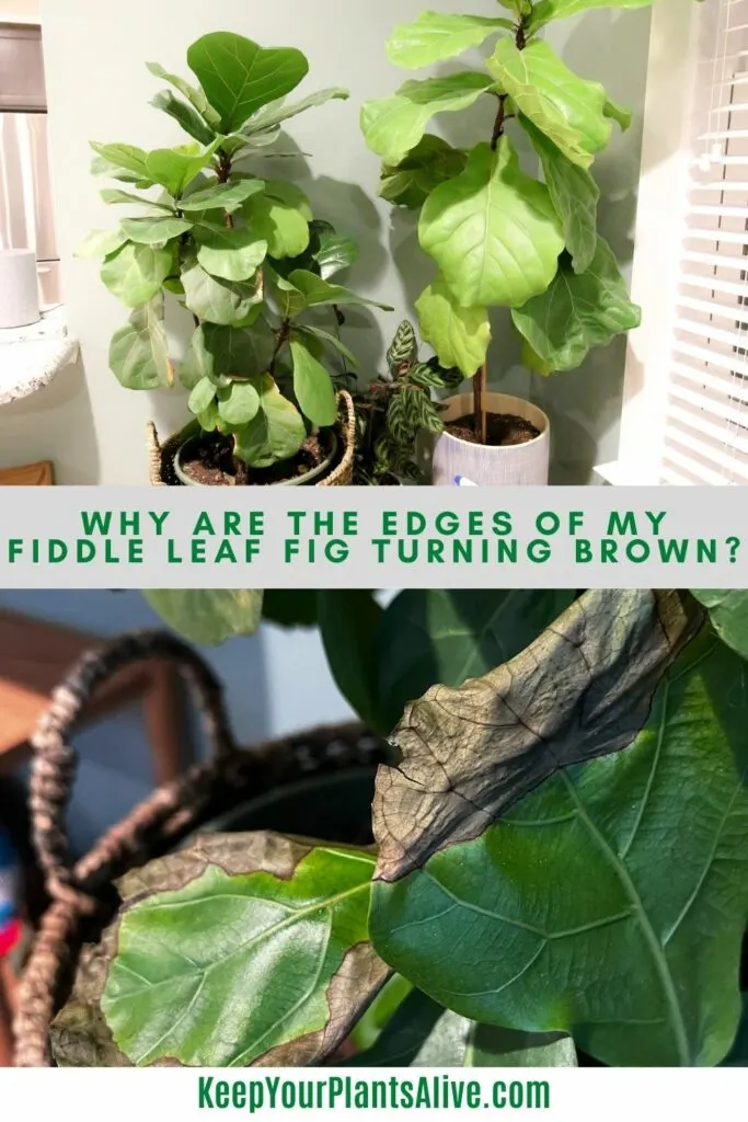 Why are edges my fiddle leaf fig turning brown? - keep your plants alive