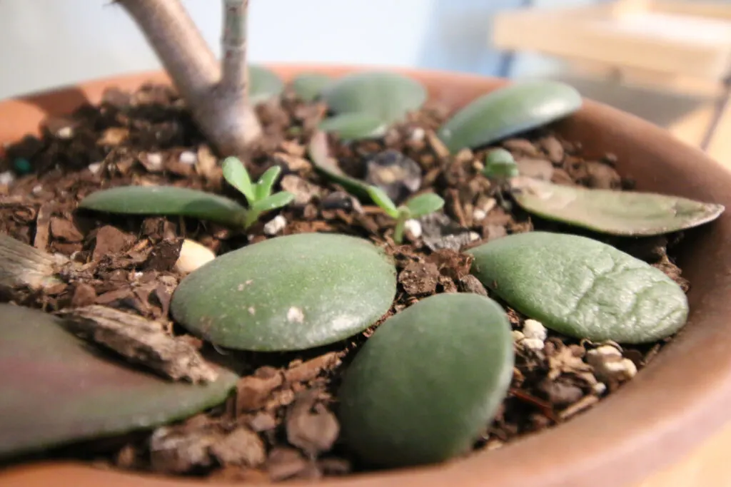 baby jade leaves growing roots