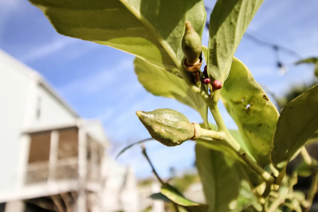 baby lemons on a variegated lemon tree