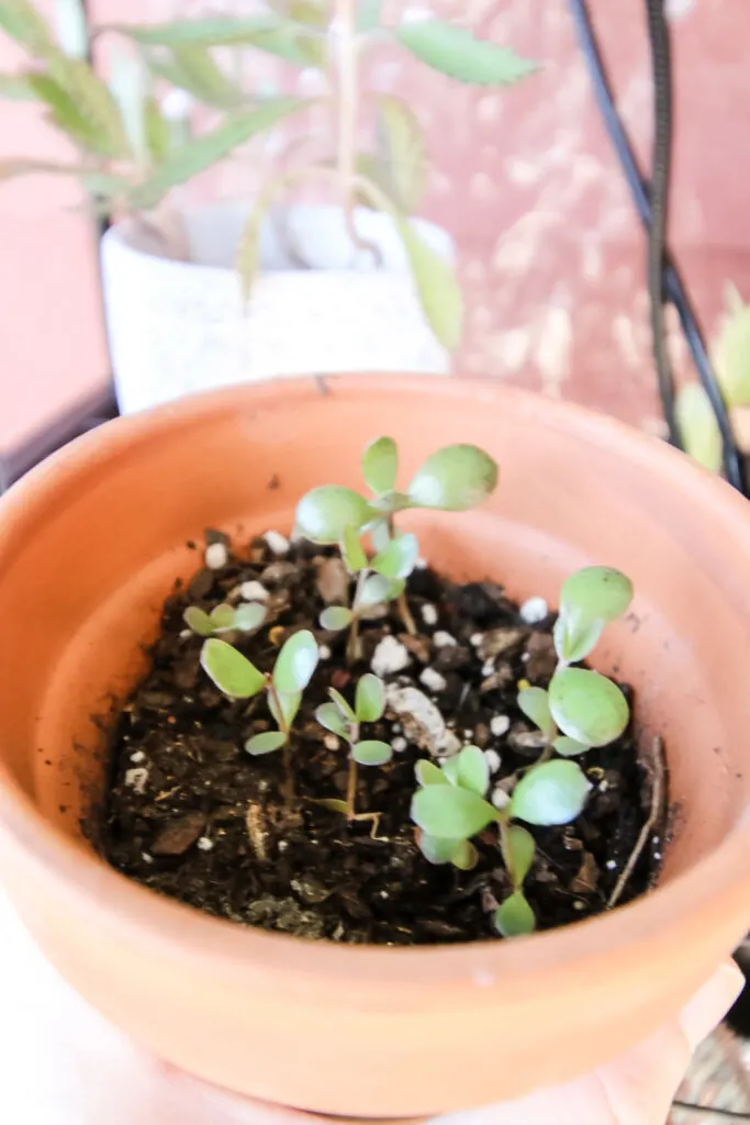 baby mother of thousand plantlets