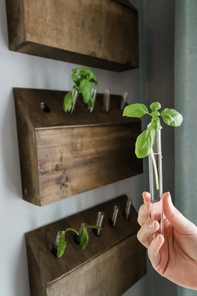 basil cutting rooting in a test tube of water