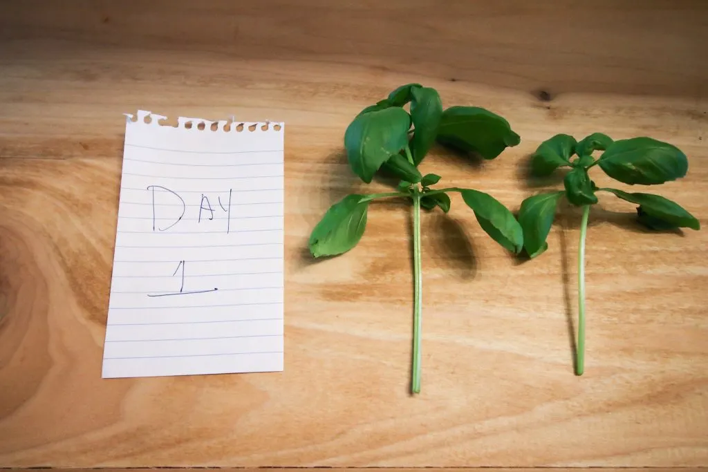 basil cuttings on a table