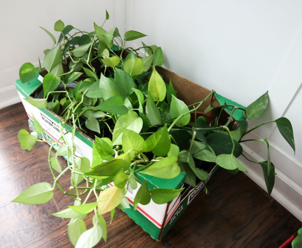box of potted houseplants to move