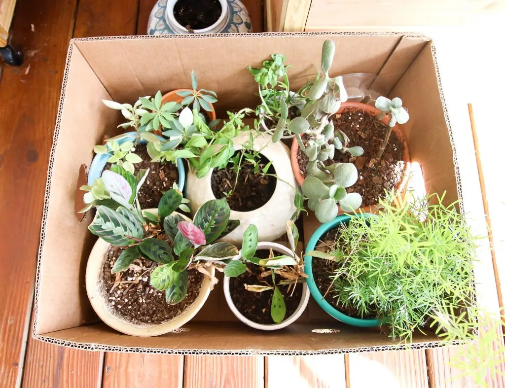 box of potted plants packed to move