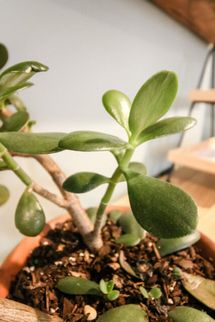 Why is my jade plant dropping leaves? - keep your plants alive