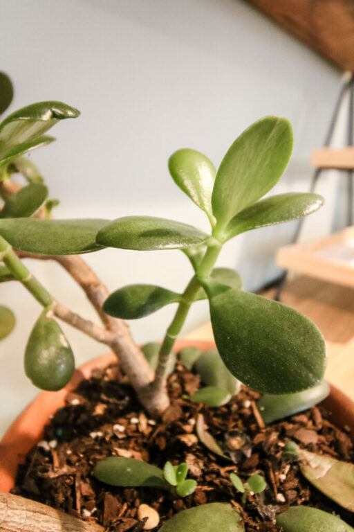 Why is my jade plant turning yellow? keep your plants alive