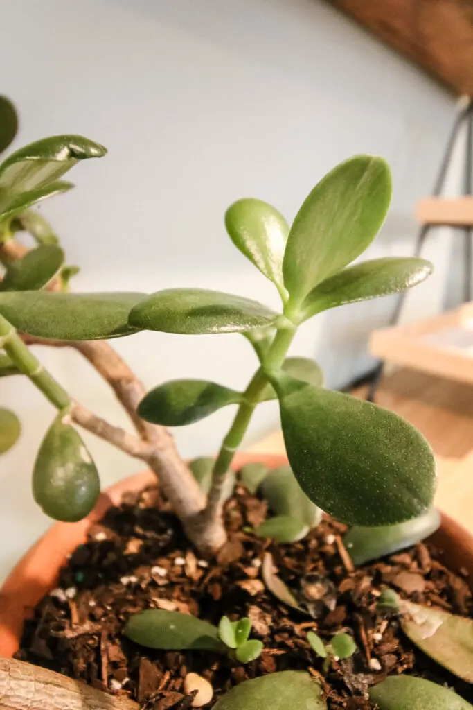 branch of a jade plant