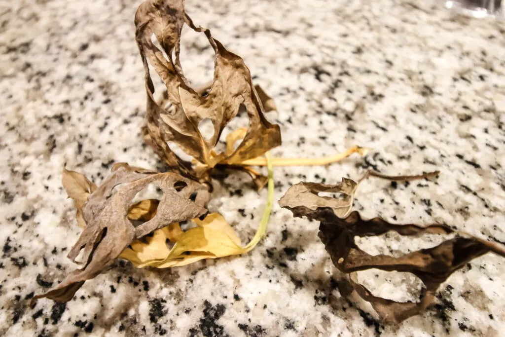 brown crunchy dead leaves on a countertop