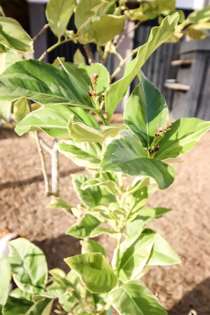 buds on a variegated lemon tree