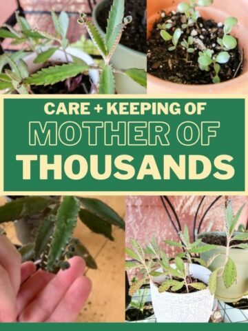 care-and-keeping-of-mother-of-thousands-plant-683x1024