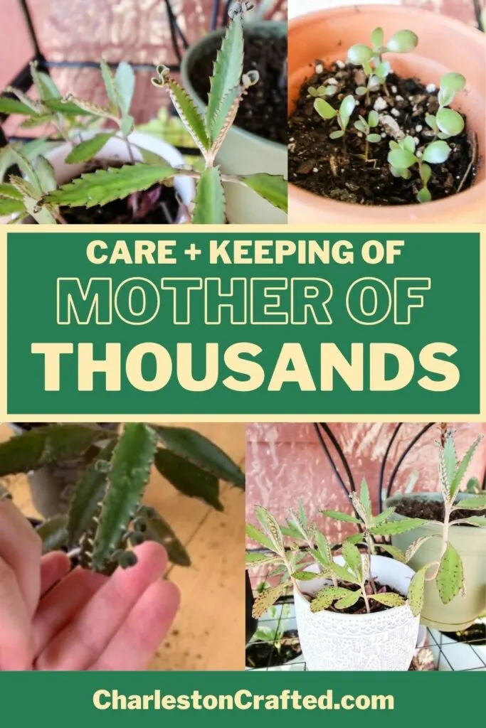 care-and-keeping-of-mother-of-thousands-plant-683x1024