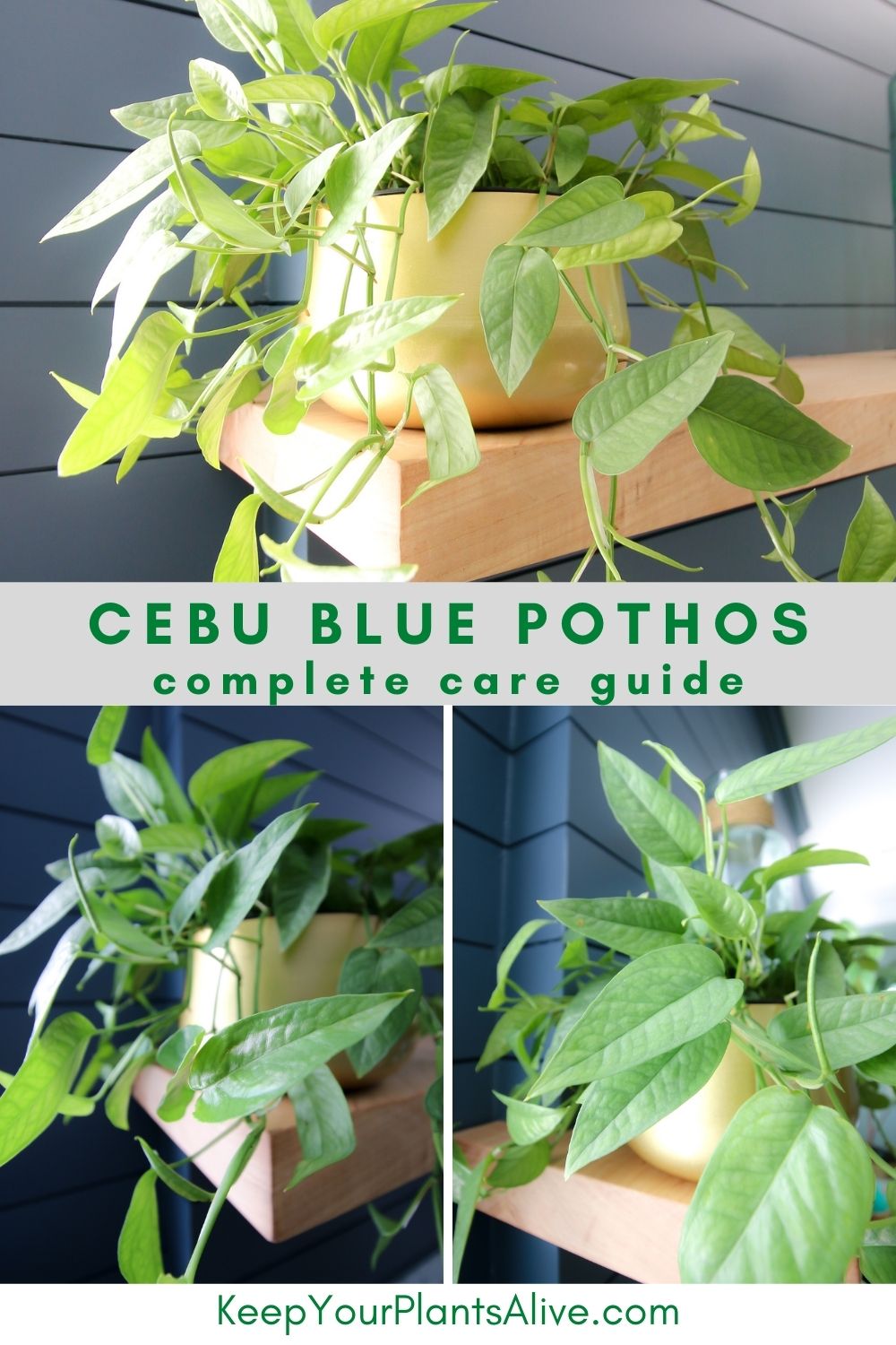 cebu blue pothos care guide