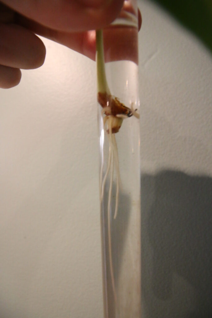 close up of Philodendron Brasil cutting rooting in a test tube planter