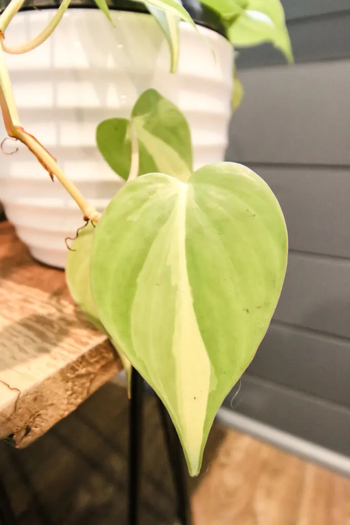 close up of Philodendron Brasil leaf