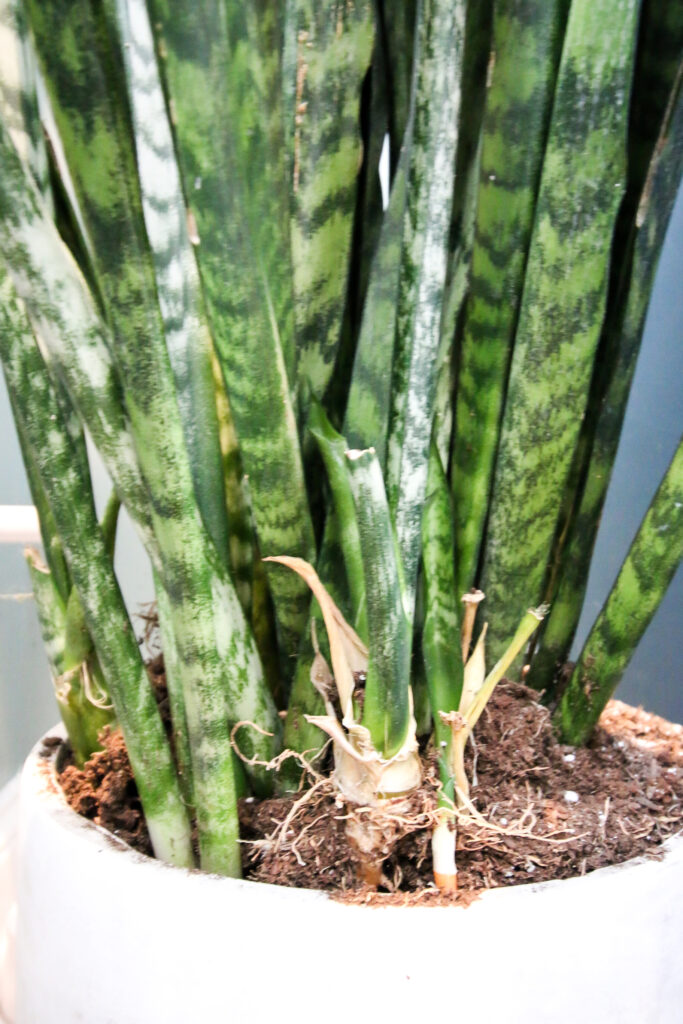 close up of base of snake plant
