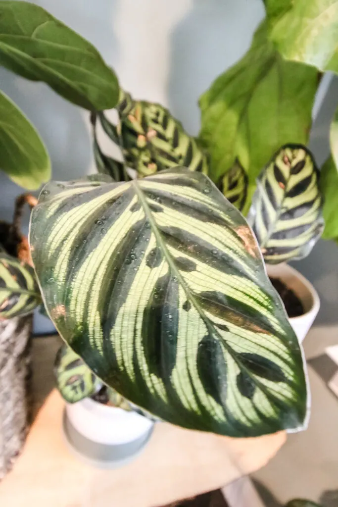 close up of calathea peacock leaf