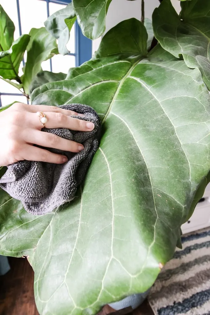 close up of cleaning fiddle leaf fig leaf