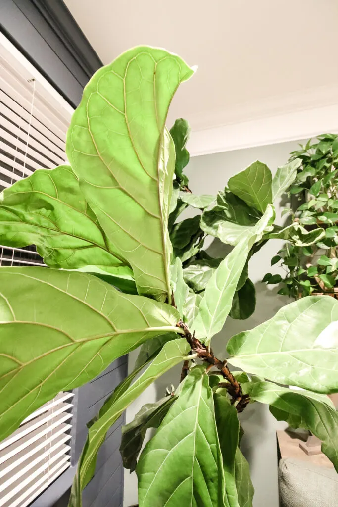 close up of fiddle leaf fig stem