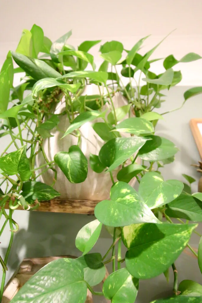 close up of golden pothos leaves