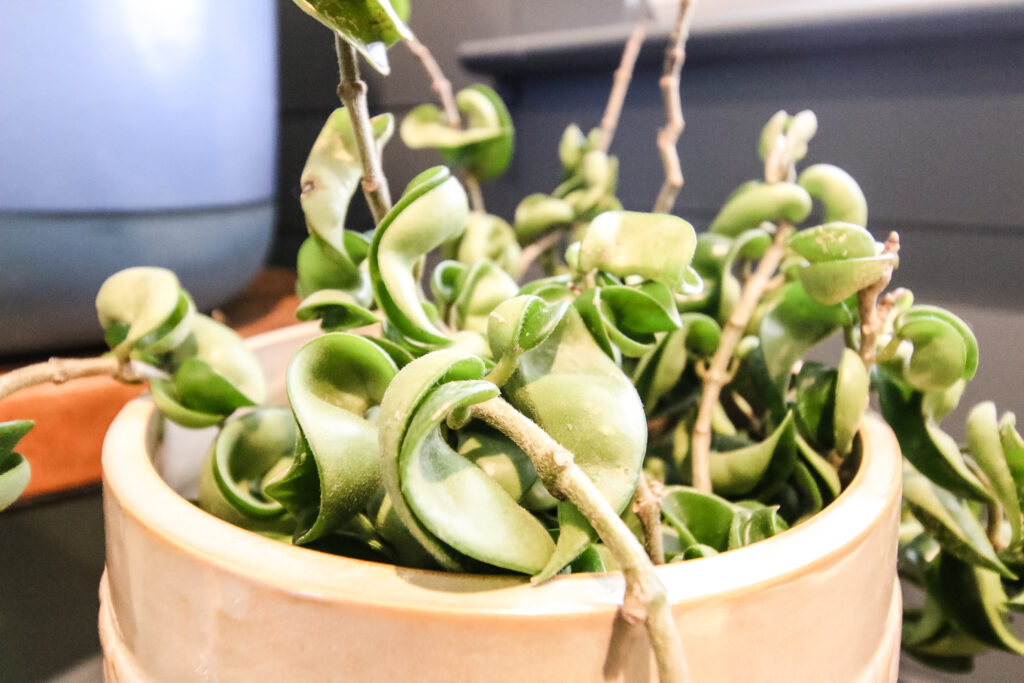 close up of hindu hoya rope plant in a pot on a table