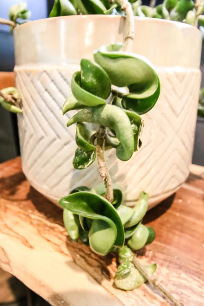 close up of hindu hoya rope plant leaves