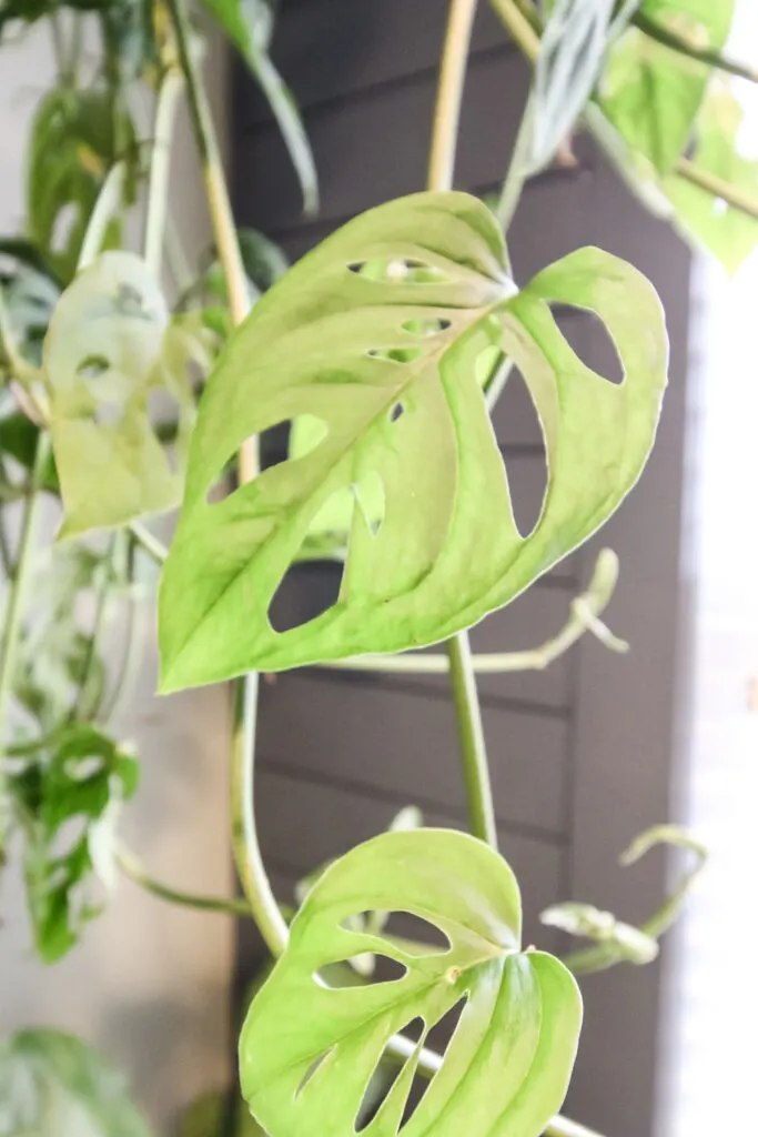 close up of leaves on swiss cheese plant