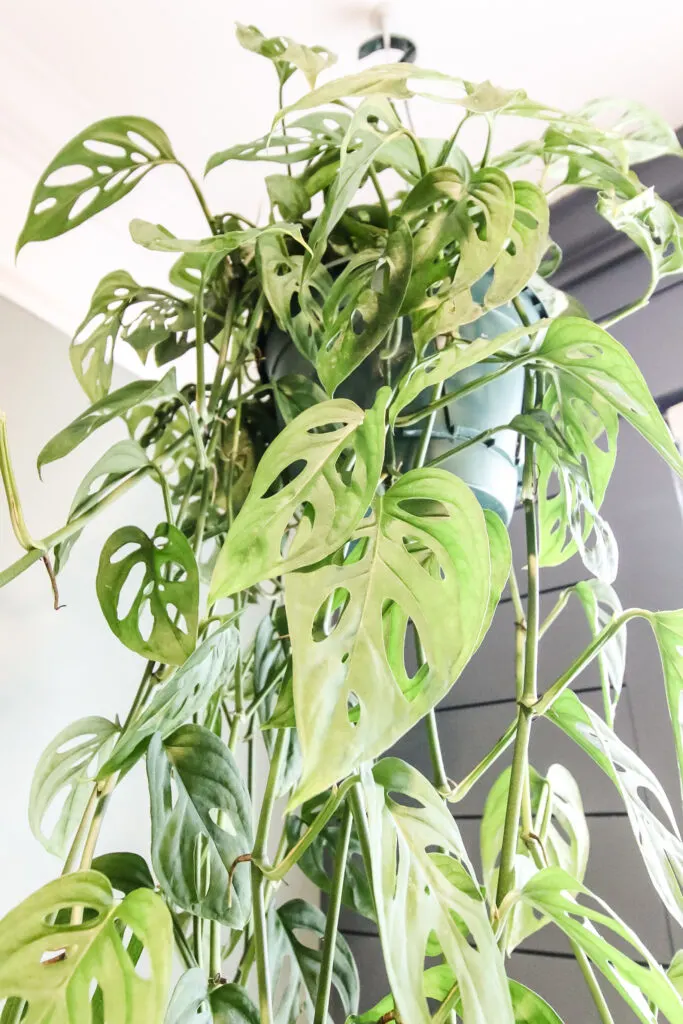 close up of leaves on swiss cheese plant