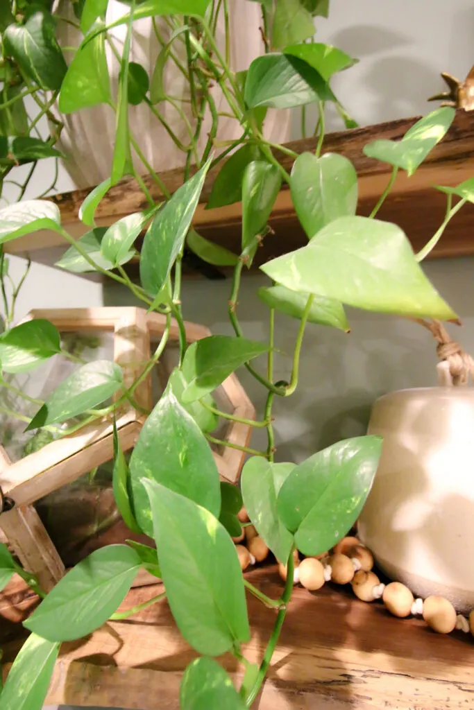 close up of long pothos vines