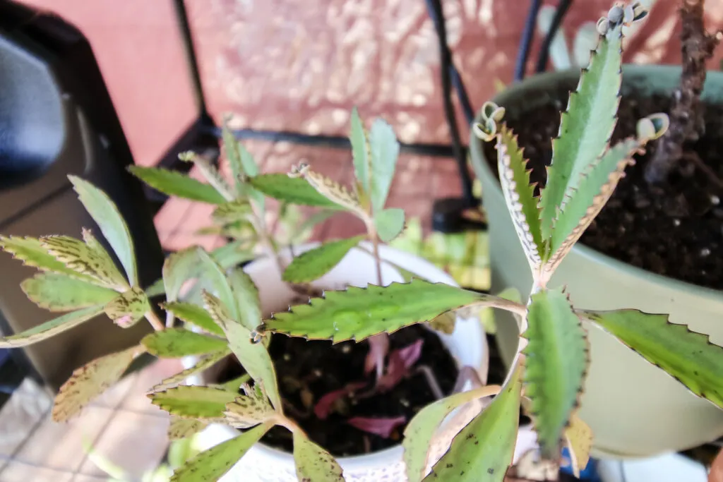 close up of mother of thousands plant