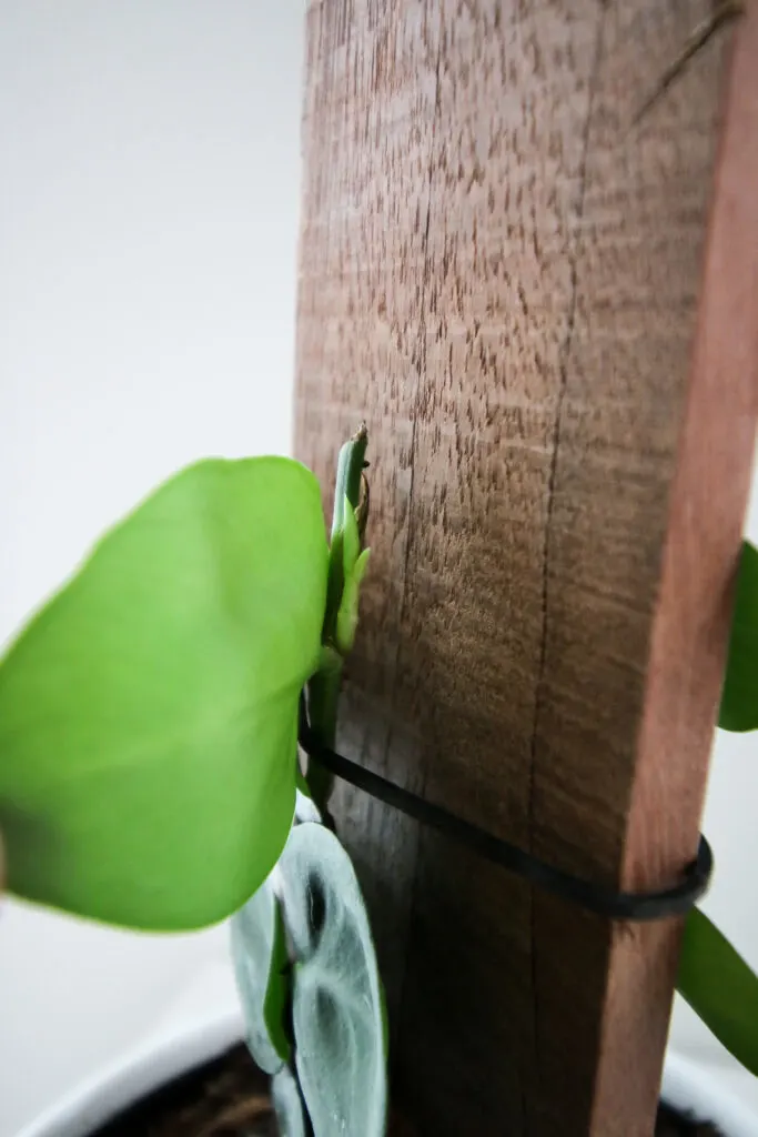 close up of new growth on a shingle plant