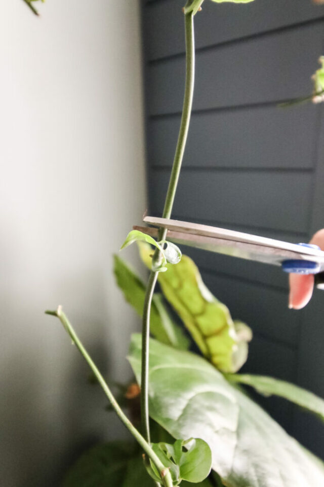 How to propagate a swiss cheese plant keep your plants alive