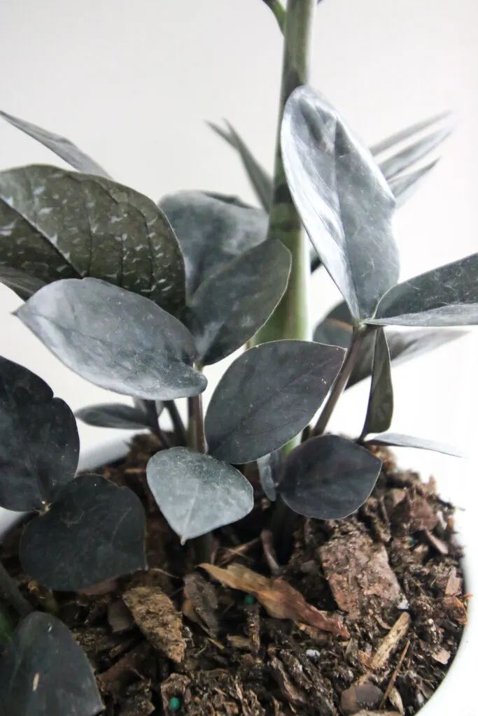 close up of raven zz plant with dirty leaves