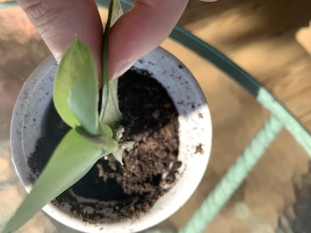 close up of root buds on a shingle plant cutting