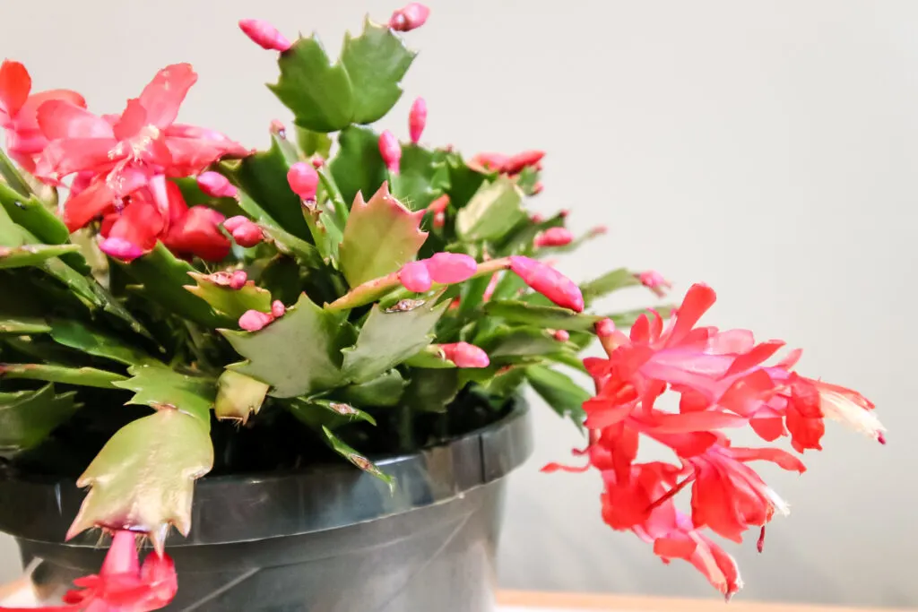 close up of thanksgiving cactus blooms