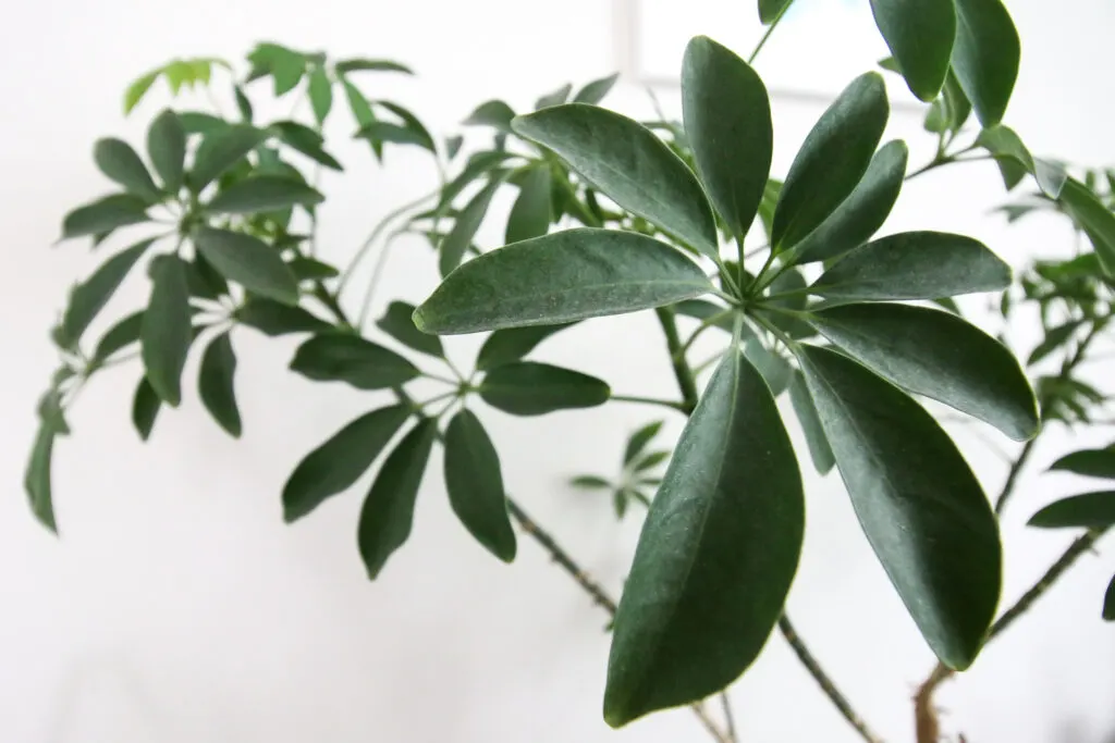 close up of umbrella plant leaves