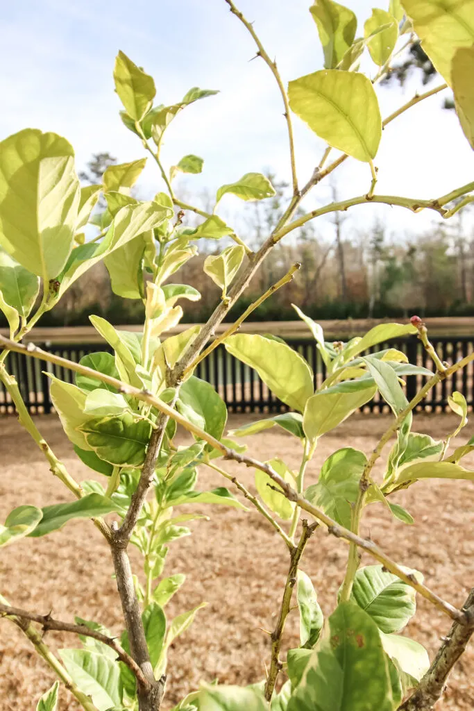 close up of variegated lemon tree leaves