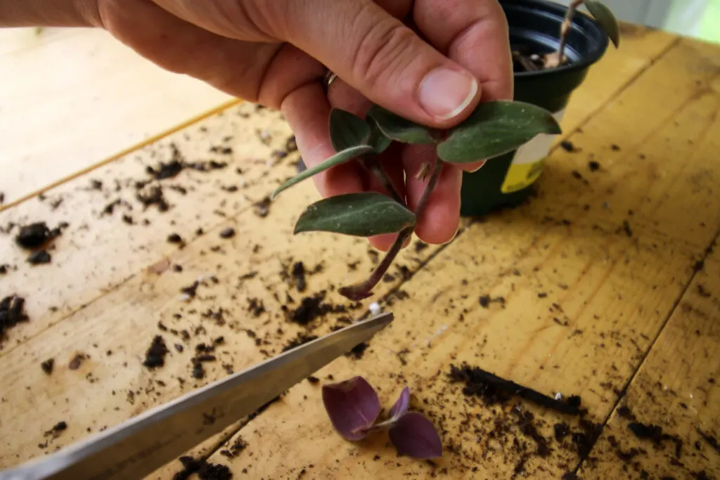 cutting Tradescantia plant with scissors