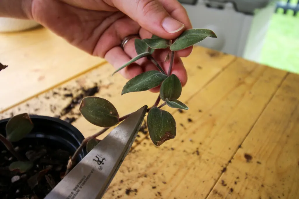cutting Tradescantia plant with scissors
