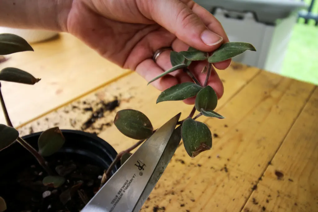 cutting Tradescantia plant with scissors